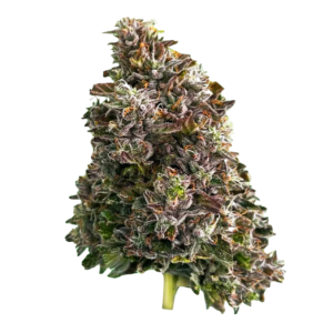 Ostara Medical - Bazookas - Hybrid Dried Flower, 7g
